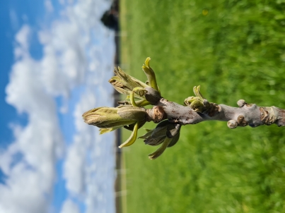 Foto van een plant in groei
